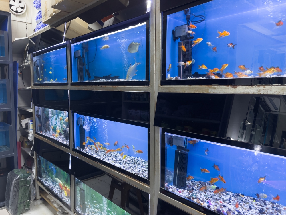 Aquarium Scratch Removal in Miami